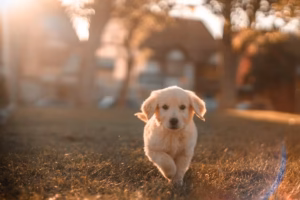 Pet Insurance