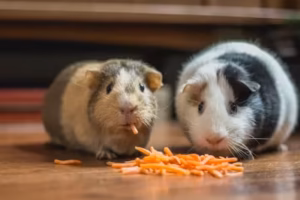 pet insurance worth